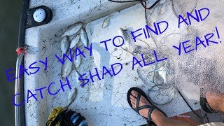 HOW AND WHERE TO CATCH GIZZARD SHAD YEAR ROUND [upl. by Wolff]