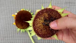 HOW TO PICK SUNFLOWER SEEDS QUICK TIPS [upl. by Wie606]