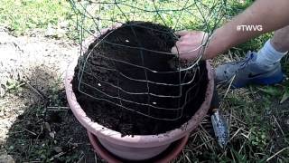 Planting Melons in Containers  Straight to the Point [upl. by Talya]