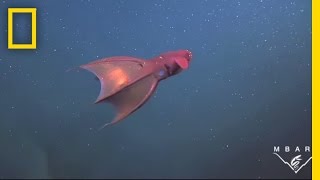 Vampire Squid Turns Itself quotInside Outquot  National Geographic [upl. by Haikezeh]