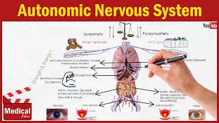 Pharmacology ANS 1  Autonomic Nervous System Introduction  Pharmacology Made Easy [upl. by Atte224]