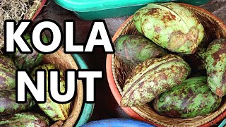 KOLA NUT  The Stimulating Fruit Once Used in COCA COLA  Weird Fruit Explorer ep 379 [upl. by Galina]