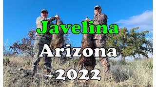 Javelina 2022  Arizona Bowhunt [upl. by Pollie904]