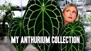 My ENTIRE Anthurium Collection 2023 [upl. by Wilkinson848]