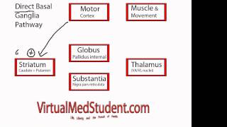 Epithlial Basement Membrane – Histology  Lecturio [upl. by Yltnerb]