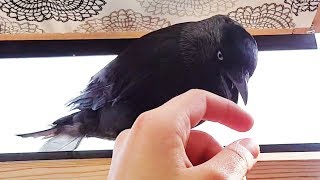 A Little Friend at the Window Cawki the Jackdaw [upl. by Hpejsoj]