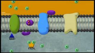 Phosphorylation oxydative [upl. by Yruy]