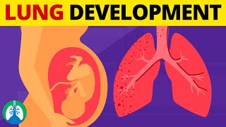 5 Stages of Fetal Lung Development  Quick Explanation [upl. by Dlarej]