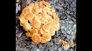 EatTheWeeds Episode 150 Ringless Honey Mushrooms and foraging [upl. by Ramaj]