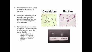 Enterobacteriaceae and Biochemical Testing [upl. by Audly]