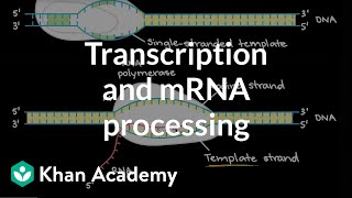 Transcription vs Translation Differences Explained [upl. by Claudy]