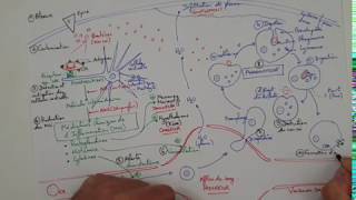 eSVT La réaction inflammatoire ou réaction immunitaire innée [upl. by Anemolif180]