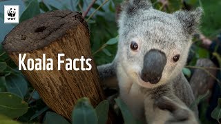 5 Facts About Koalas 🐨  WWFAustralia [upl. by Zosima]