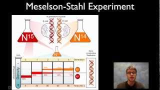 MeselsonStahl Experiment [upl. by Sekofski]