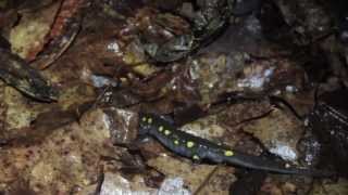 Vernal Pool Chronicles Spotted Salamanders [upl. by Nirak95]