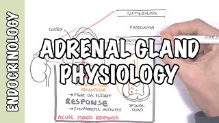 Endocrinology  Adrenal Gland Hormones [upl. by Ffirahs992]