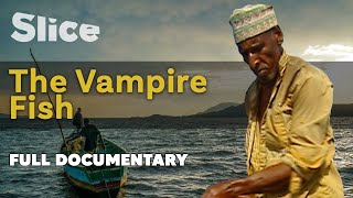 The Vampire Fish I SLICE I Full documentary [upl. by Burkley]