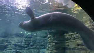 Home Safari  Manatee  Cincinnati Zoo [upl. by Croom]