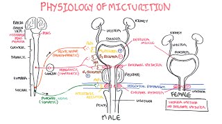 URINARY TRACT INFECTION SYMPTOMS IN MEN [upl. by Ellevehs]