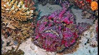 Stonefish  The Most Venomous Fish in the World [upl. by Emma]