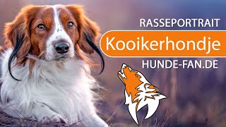 ► Kooikerhondje 2021 Rasse Aussehen amp Charakter [upl. by Eeralih]