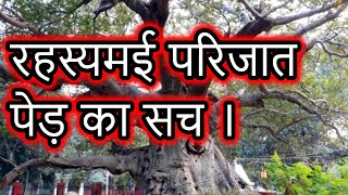 Lucknow Parijat tree Real story in Hindi  Heaven tree on earth  Episode  168 [upl. by Socin727]