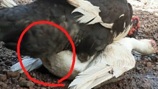 Muscovy Duck In Heat Hard Mating 2021 [upl. by Yldarb]