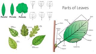 Plant Anatomy and Morphology [upl. by Llebanna880]