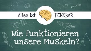 Wie funktioniert ein Muskel [upl. by Nnairol]