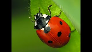 Coccinelle 🐞 Coccinella septempunctata Coccinellidae 🐞 Ladybugs [upl. by Anehta]