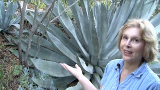 What You MUST Know About Century Plants Agave americana [upl. by Tavis145]