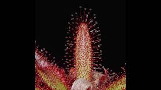 California Carnivores Timelapse Sundew Plant Eating [upl. by Wain601]