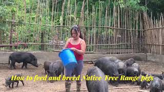 Native Pigs how to feed and breed by OFW farming in the Philippines [upl. by Hummel]