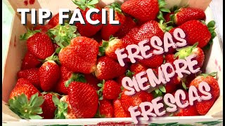 TIP PARA MANTENER LAS FRESAS FRESCAS Y SANAS COMO RECIÉN CORTADAS [upl. by Sylvie]