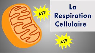 La Respiration Cellulaire [upl. by Thain]