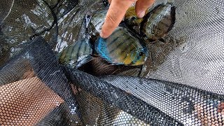 AMAZING Fish in Peru  Amazon Research Center for Ornamental Fishes [upl. by Amikan]