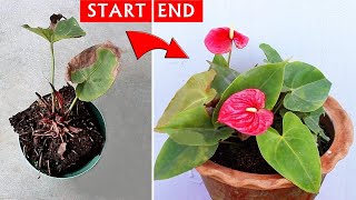 SEE How I SAVED a DYING Anthurium Plant [upl. by Clausen]