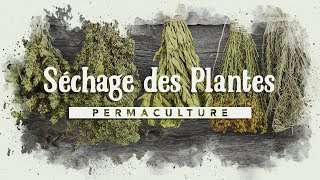 Le séchage des plantes [upl. by Ilarrold341]