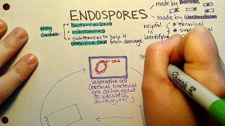 Endospore Sporulation [upl. by Inalaek561]