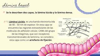 HistologiaMembrana basal Modificaciones basales [upl. by Agata]