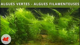 Algues vertes  Algues filamenteuses [upl. by Sherburne]