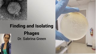 Finding and Isolating Phages [upl. by Nosmas]