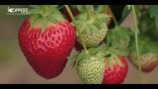 Strawberry pollination with Koppert bumblebees  NFFC [upl. by Orsini]