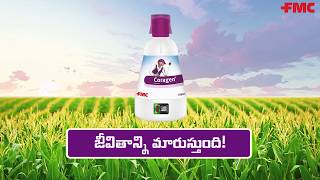 FMC Coragen® in Maize  A Walkthrough in Telugu  FMC India [upl. by Proctor608]