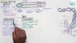 Excretory System Of Earthworm Class 11 [upl. by Anircam]