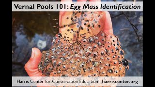 Vernal Pools 101 Egg Mass Identification [upl. by Aitra]