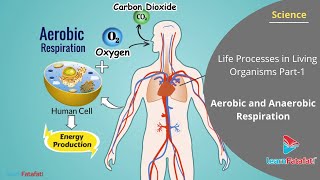 Aerobic and Anaerobic Respiration  Life Processes in Living Organisms [upl. by Dippold]