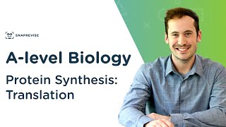 Protein Synthesis Translation  Alevel Biology  OCR AQA Edexcel [upl. by Orimar495]