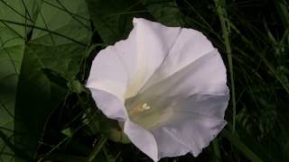 Flowers of the Bindweed Convolvulus arvensis [upl. by Secundas289]