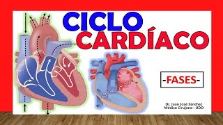 🥇 CICLO CARDÍACO ¡Fácil Explicación [upl. by Laughton]